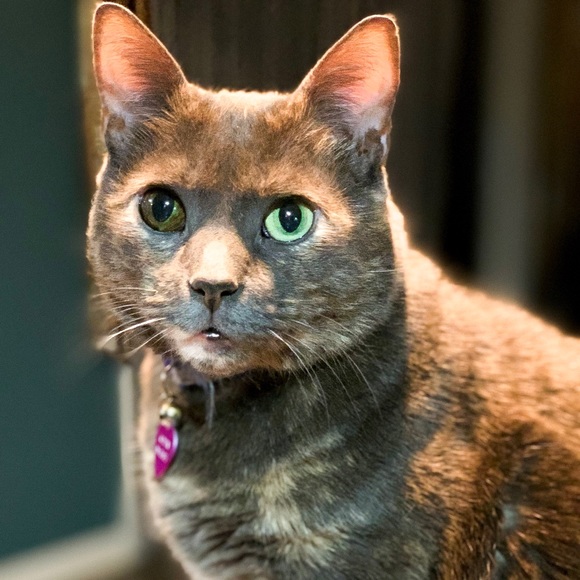 🐾🖤 Meet Your Seller 🖤🐾 - Picture 11 of 16